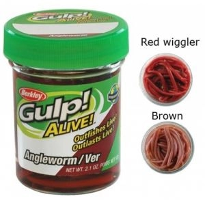 Angleworm - Red wiggler 60g
