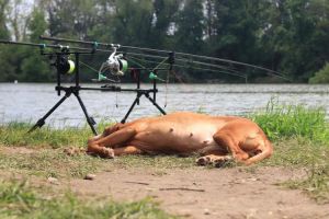 Carp Maraton Masters 2019