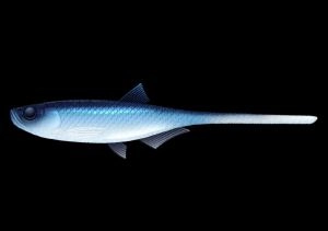 Nástraha Bleak Slug Tail 21cm 35g Blue Whitefish 003