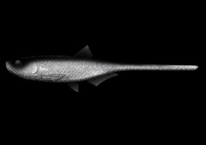 Nástraha Bleak Slug Tail 21cm 35g Ghost 002