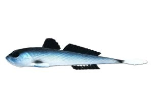 Nástraha Gobio 18,6cm 40g Blue Whitefish 003