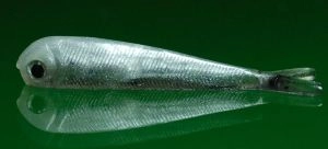 Gumená nástraha Mikrosmáčik SSR1 farba 1B 21 4,5cm 0,65g