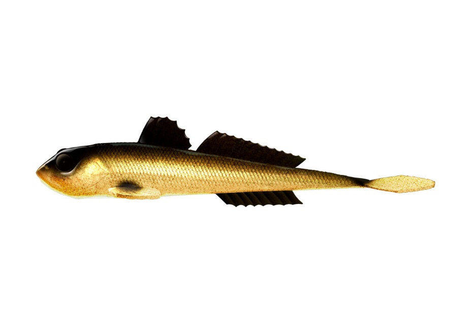 Libra Lures Nástraha Gobio 18,6cm 40g Blue Whitefish 003