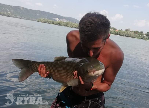 Zoltan Levardy - Amur 13.5 kg, chytený v Štúrove na Dunaji, pustený do vody