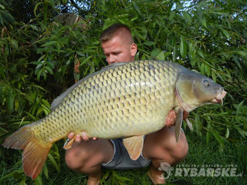Jakub Stefunko - Krásny zdravý šupináč (15.8 kg, 94cm), bojovný, po 45-min. boji zdolaný z člna. Dolné Dubové, chyť a pusť